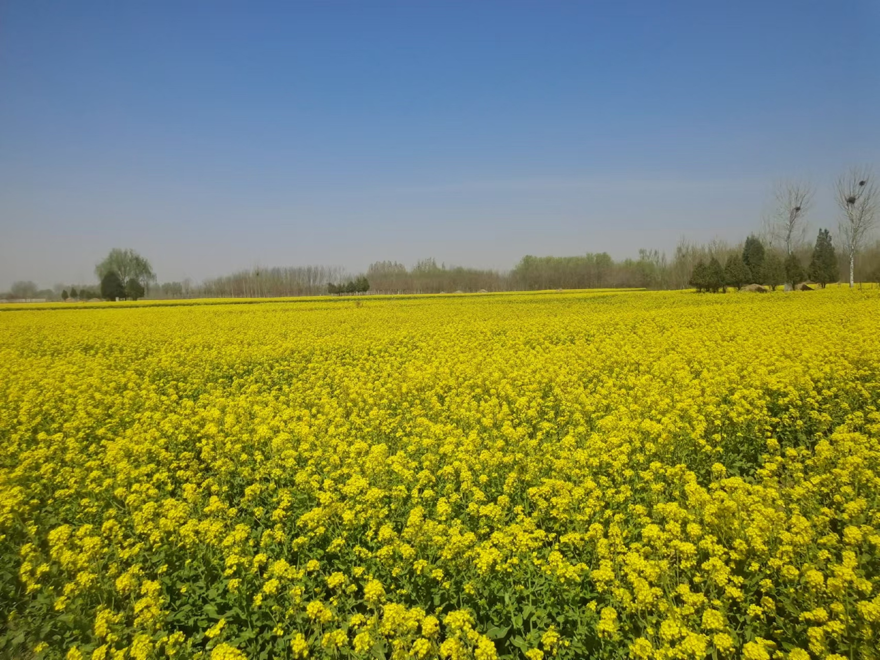保定博野：百畝油菜花海 開啟致富新程_fororder_1
