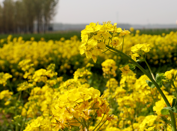 河北肅寧：油菜花開引客來_fororder_圖片 5