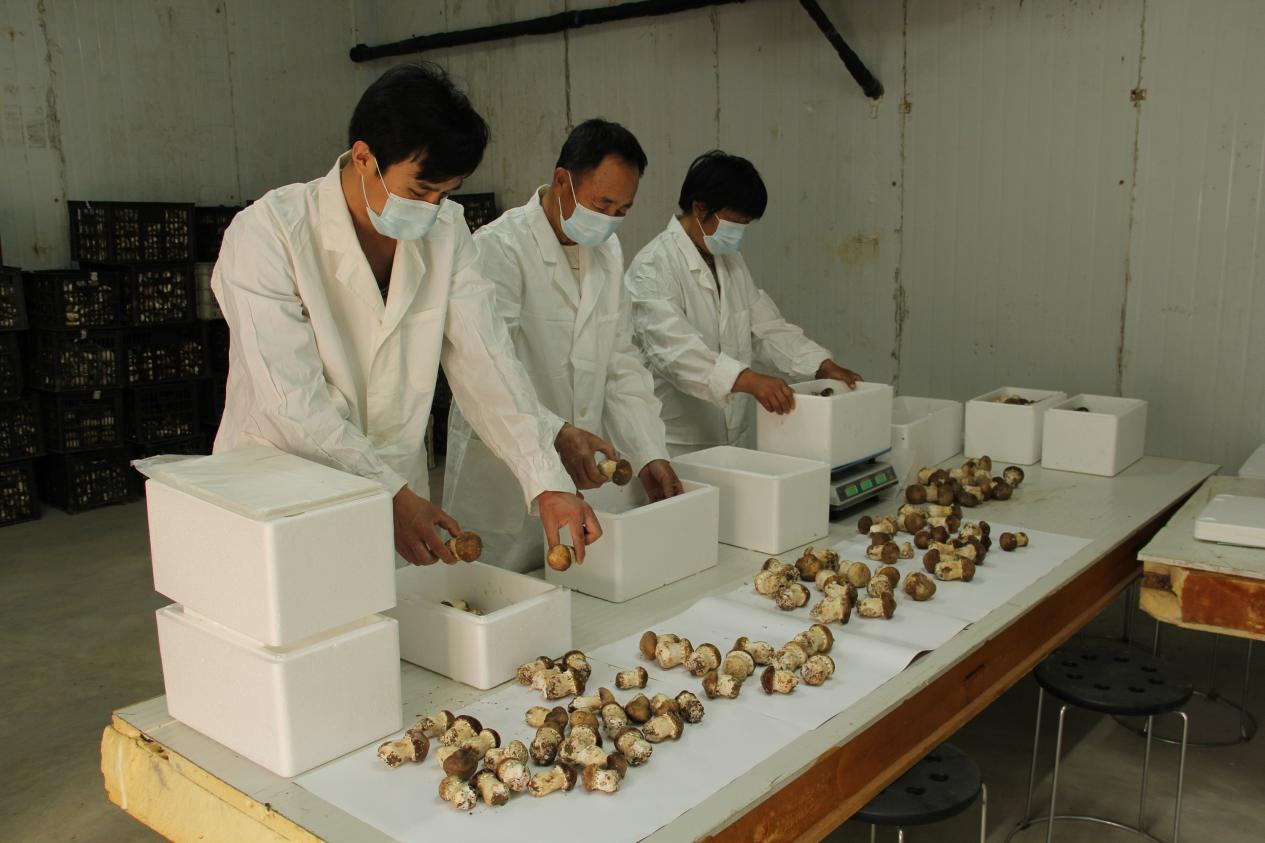 保定徐水：林下種植赤松茸 “小紅帽”撐起鄉村振興“致富傘”_fororder_圖片4