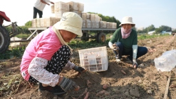 保定市蓮池區：科技賦能現代農業 甘薯基地喜獲豐收