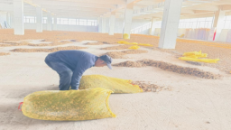 河北阜平：氣象局精準服務護航百餘噸  黑花生保質入倉