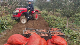 河北曲陽：山楂紅薯錯峰收 林下巧打增收牌