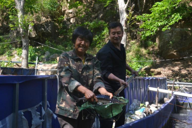 河北阜平：夏莊鄉二道莊“冷水魚”遊出“熱經濟”_fororder_河北阜平：夏莊鄉二道莊“冷水魚”遊出“熱經濟”2