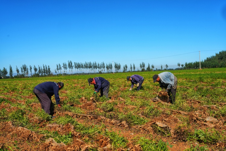河北遷安：花生豐收農民笑_fororder_9月18日，遷安市夏官營鎮農戶正在摘撿花生。張澤慧攝