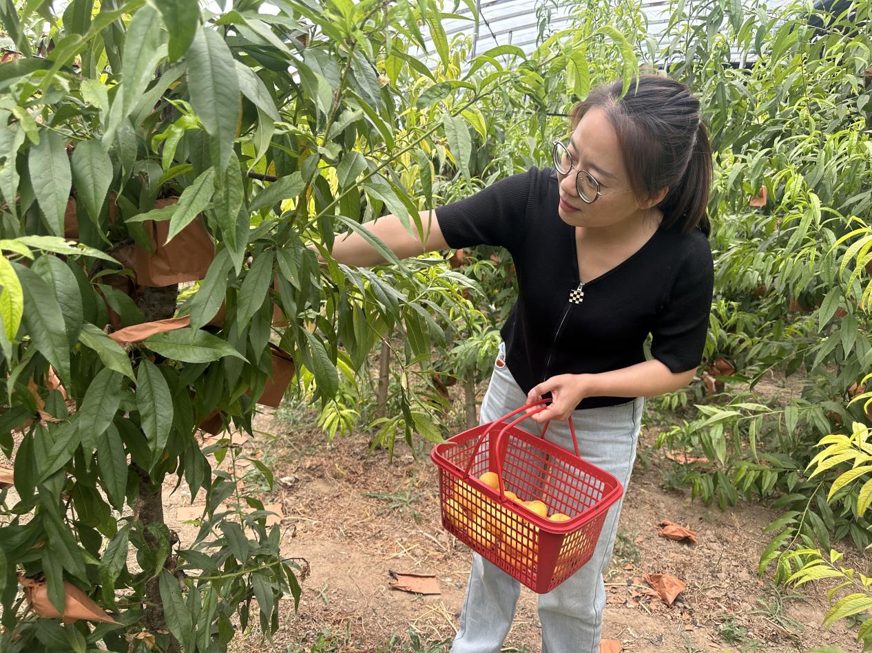 河北鹽山：油桃喜獲豐收，甜蜜産業繪就鄉村振興新圖景_fororder_圖片1