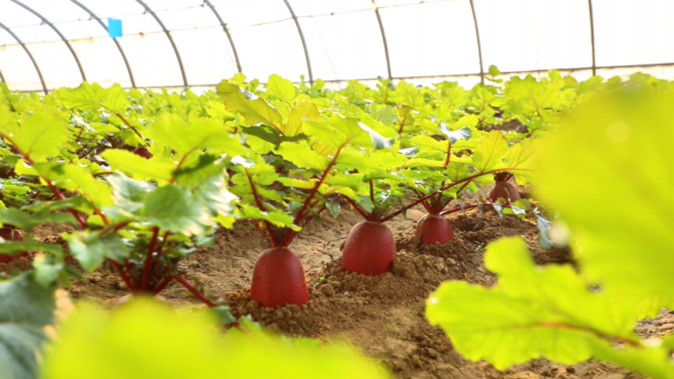 河北遷安:設施農業撐起冬日增收傘_fororder_遷安市蔡園鎮蔡家洼村純鮮採摘園火龍果蘿蔔長勢喜人。王志斌 攝