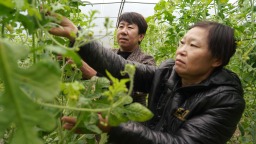 保定清苑：錯峰種植奏響四季豐收曲