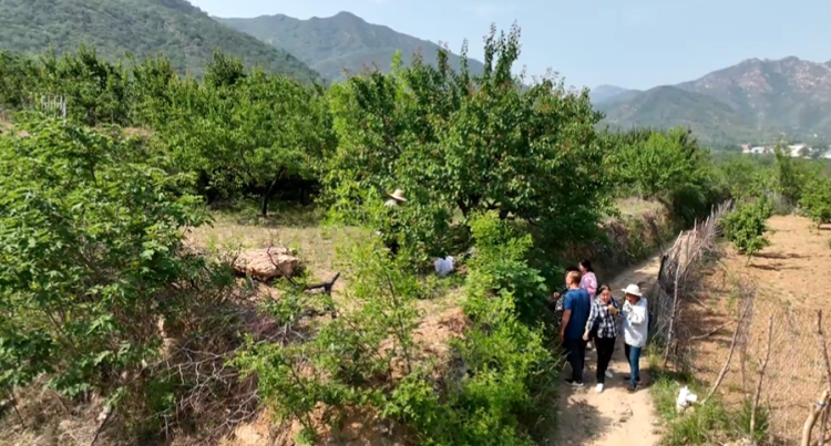 石家莊市鹿泉區：千畝杏熟挂枝頭 致富路上好“豐”景_fororder_image007