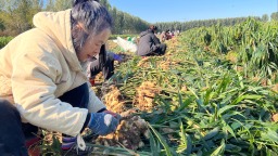 河北遵化：金姜鋪就致富路 村民“家門口”采收忙
