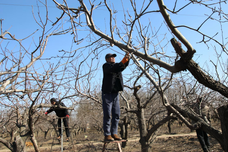 河北肅寧：大寒剪枝蓄生機 萬畝梨園盼豐年_fororder_圖片 3