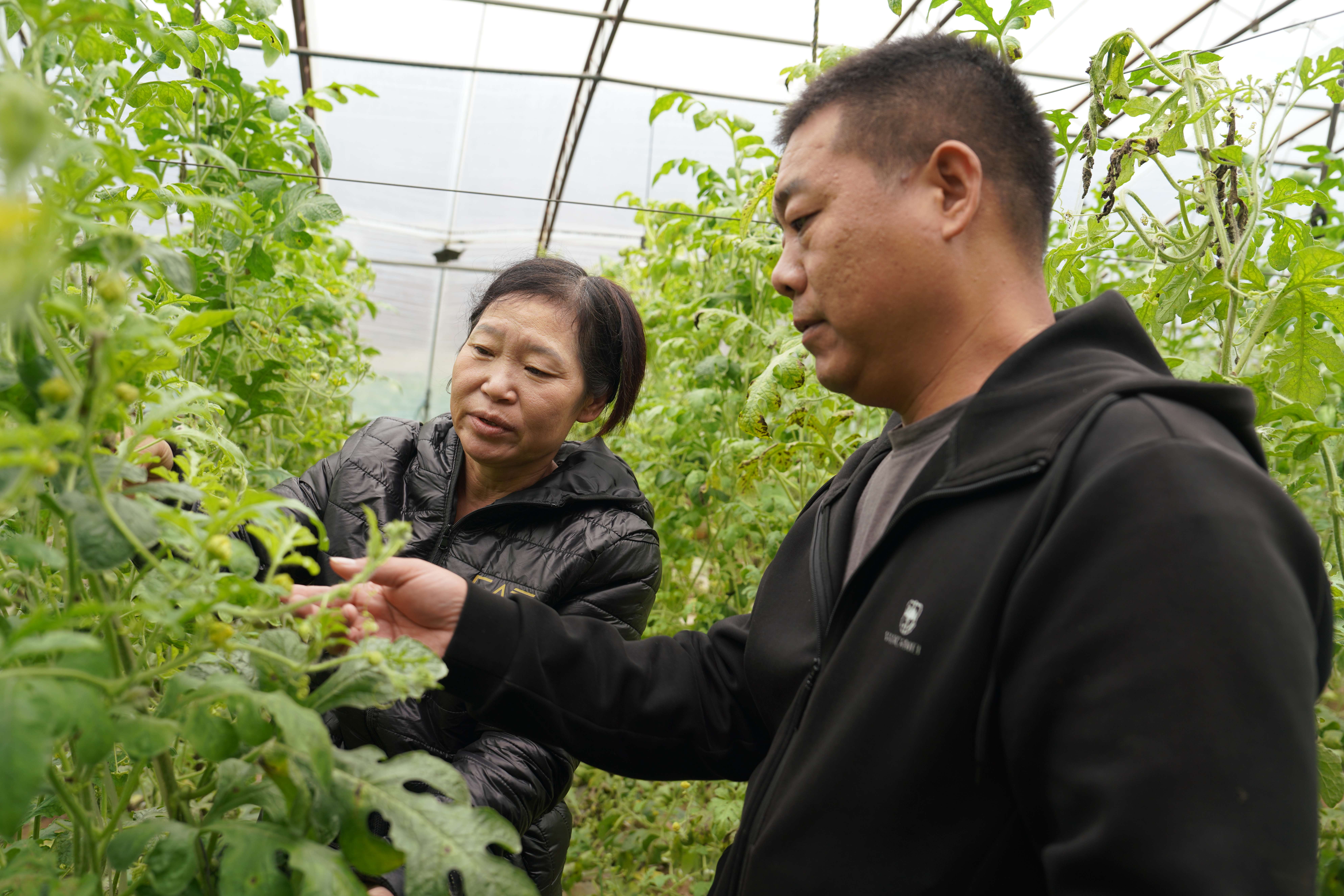 保定清苑:錯峰種植奏響四季豐收曲_fororder_農技人員為種植戶介紹秋茬西瓜的品種選擇。攝影 王磊