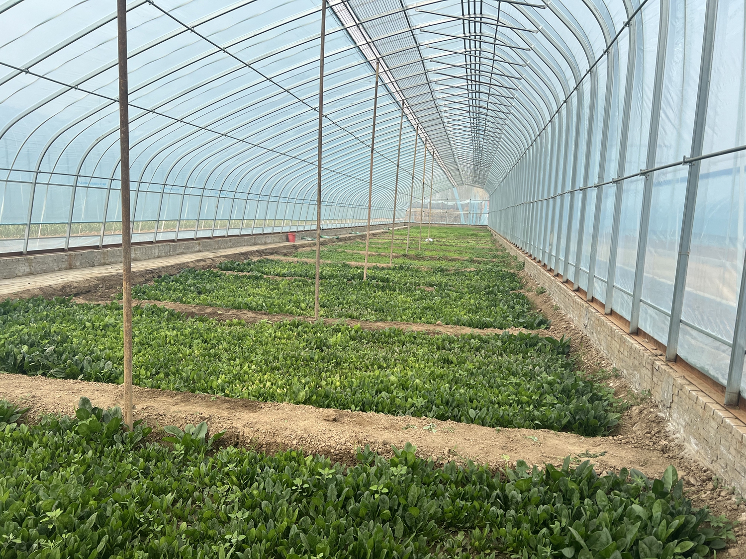 保定市滿城區：菜香四溢“蔬”寫致富新“錢”景_fororder_大棚內種植的蔬菜 攝影 袁野