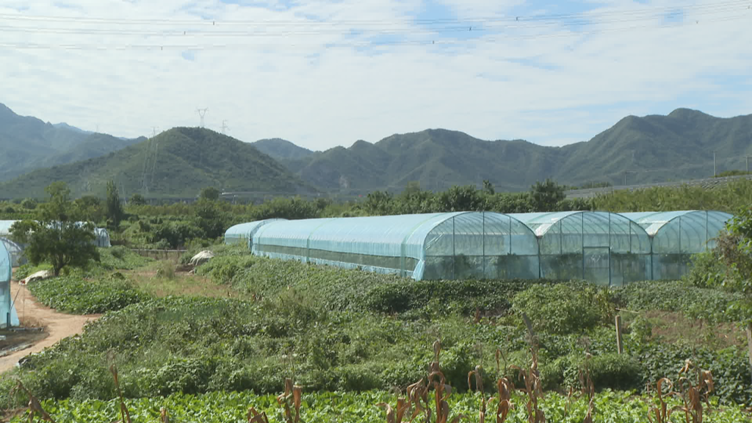 石家莊市鹿泉區：葡萄滿園迎豐收 鄉村振興有“甜”頭_fororder_圖片1