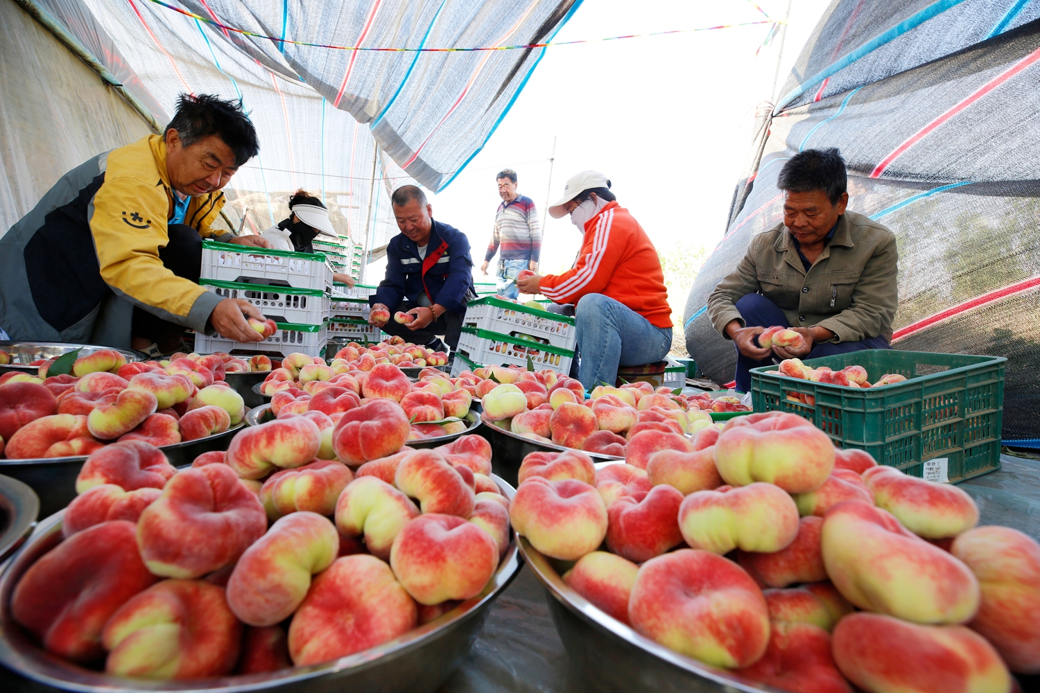 保定市滿城區：蟠桃豐收採摘忙 鄉村振興結碩果_fororder_採摘下的蟠桃分揀、裝箱 攝影 田素然