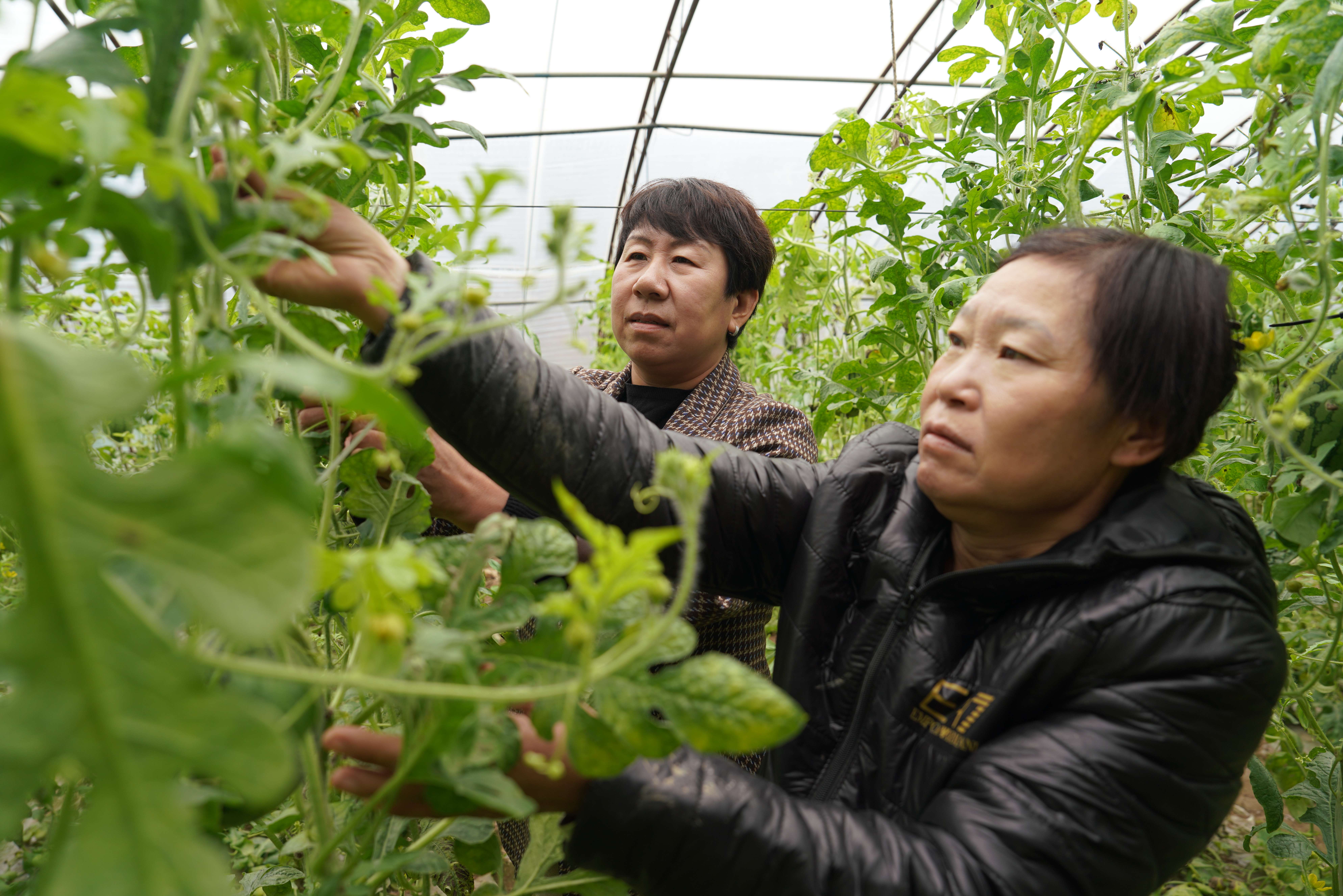 保定清苑:錯峰種植奏響四季豐收曲_fororder_農技人員指導種植戶西瓜整枝打杈。攝影 王磊