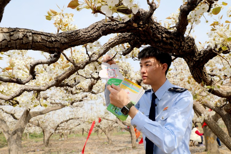 河北肅寧：梨園綻芳華 誠稅築商基_fororder_3