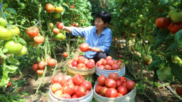 河北平泉發展設施農業助力農民增收