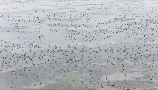 逾4000隻花臉鴨“軍團”首次到訪南大港濕地_fororder_逾4000隻花臉鴨“軍團”首次到訪南大港濕地751