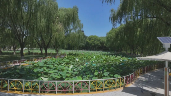 石家莊市鹿泉區：萬株荷花綻放 開啟夏日賞荷季_fororder_石家莊市鹿泉區：萬株荷花綻放 開啟夏日賞荷季1236