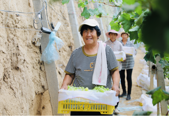 河北肅寧：葡萄豐收好“錢”景 果農增收樂開顏_fororder_河北肅寧：葡萄豐收好“錢”景 果農增收樂開顏393