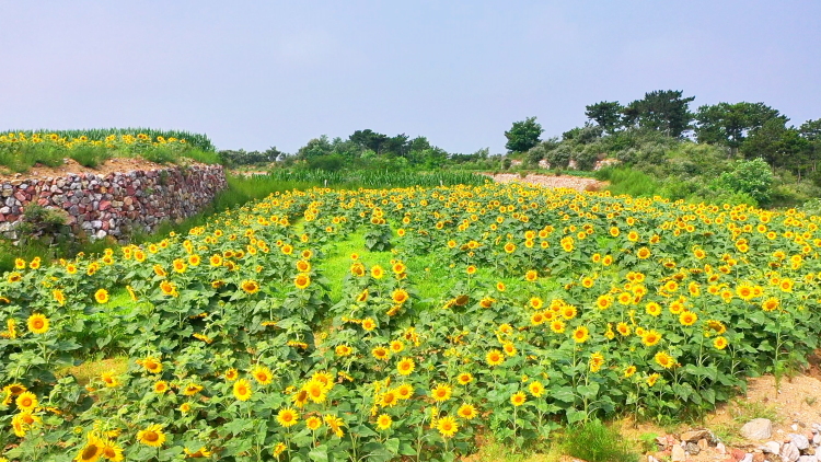 河北遷安: 向日葵花海綻放夏日浪漫_fororder_遷安市20余萬株向日葵迎來盛花期。李偉 攝