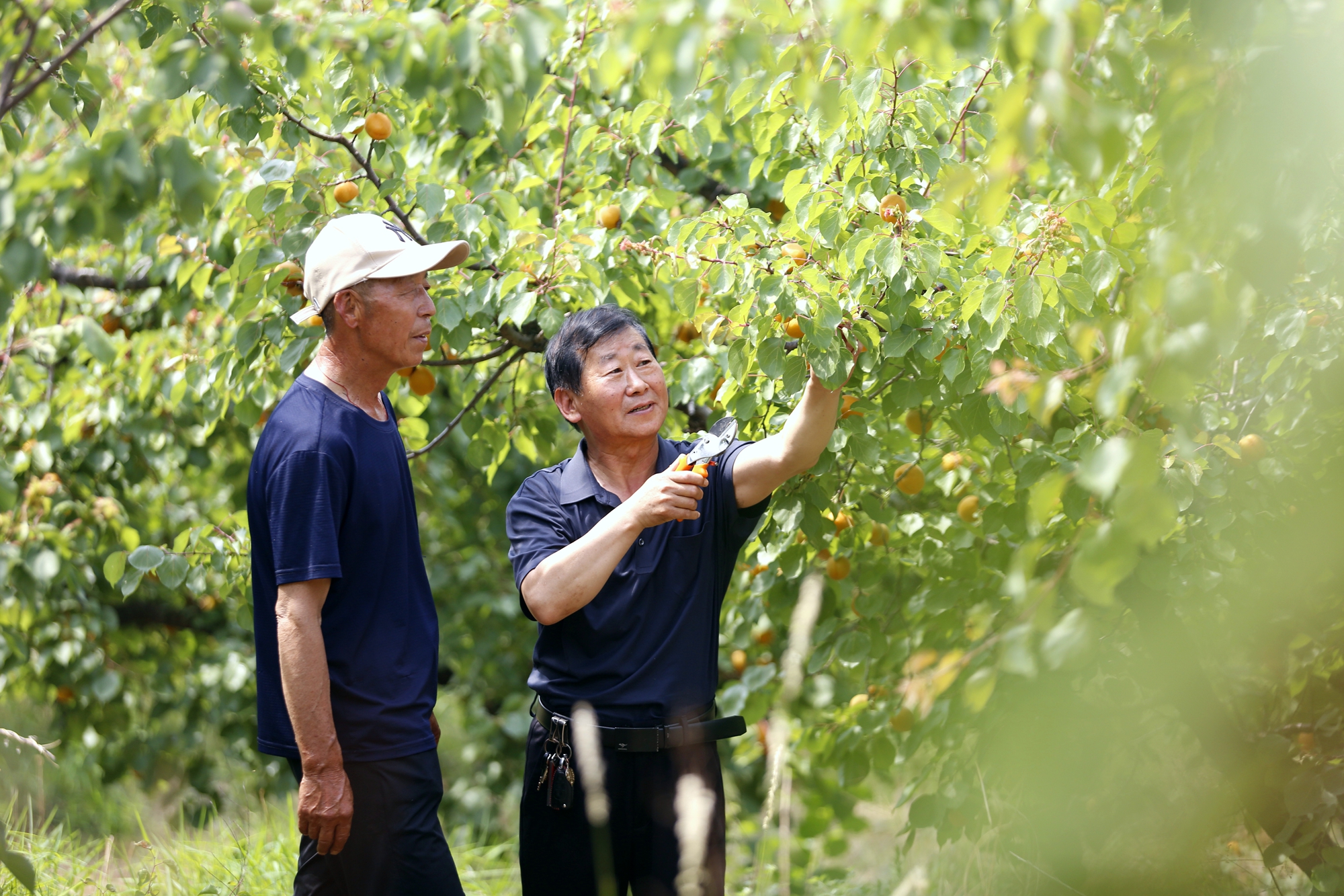 保定市滿城區：黃杏香四溢 採摘正當時_fororder_農技專家現場指導種植戶 攝影 田素然