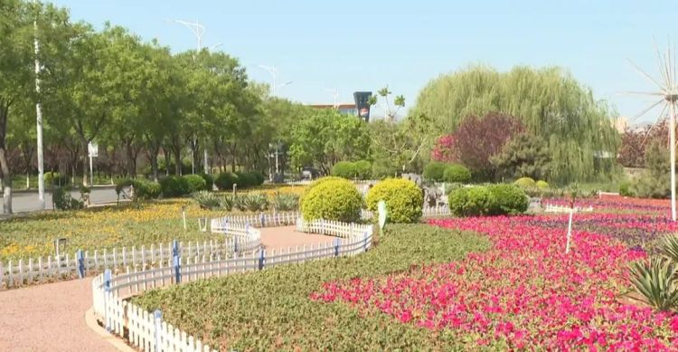 石家莊市鹿泉區：繽紛花海初現 進入盛放倒計時_fororder_image007