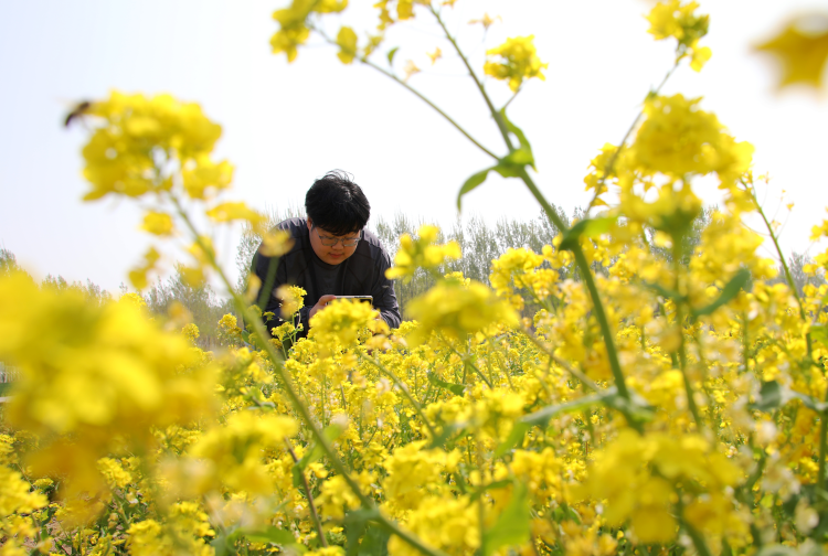 河北肅寧：油菜花開引客來_fororder_圖片 2