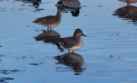 逾4000隻花臉鴨“軍團”首次到訪南大港濕地_fororder_逾4000隻花臉鴨“軍團”首次到訪南大港濕地807