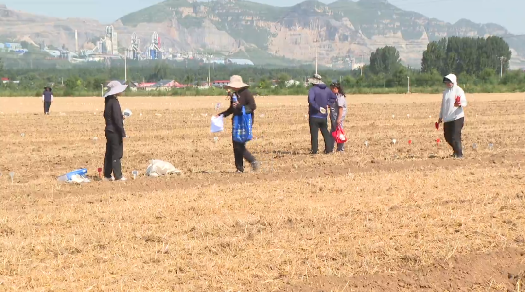 石家莊市鹿泉區：夏收夏播同步推進 良種良法保障糧食穩産_fororder_夏收夏播同步推進 良種良法保障糧食穩産2