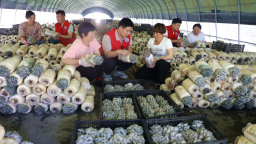 河北平泉舉辦綜合試驗推廣站示範基地觀摩會
