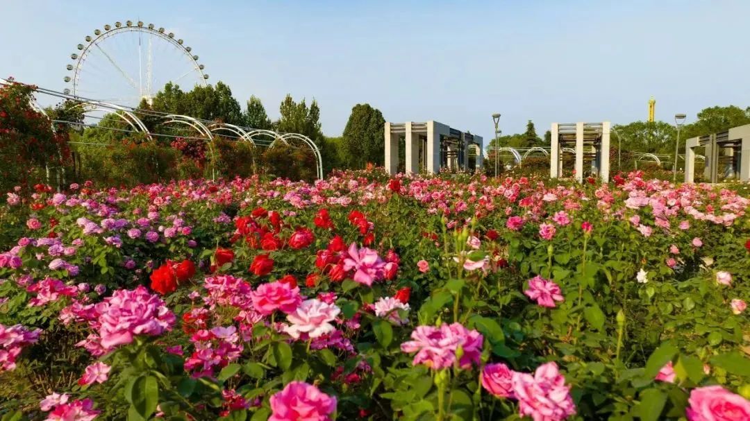 石家莊市鹿泉區：打卡20萬株絕美月季 解鎖城市初夏的浪漫_fororder_image001