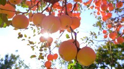 唐山遷安：蘋果豐收季 果紅映笑顏