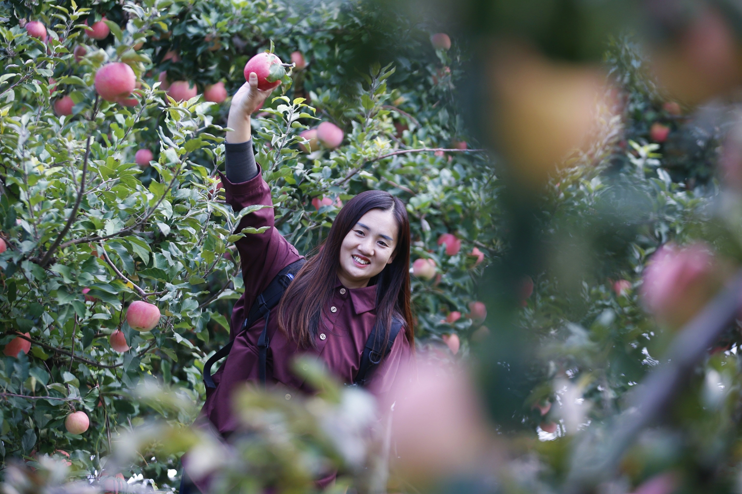 保定市滿城區:“媒體+”賦能特色農業 共繪鄉村振興新畫卷_fororder_遊客採摘蘋果 攝影 田素然