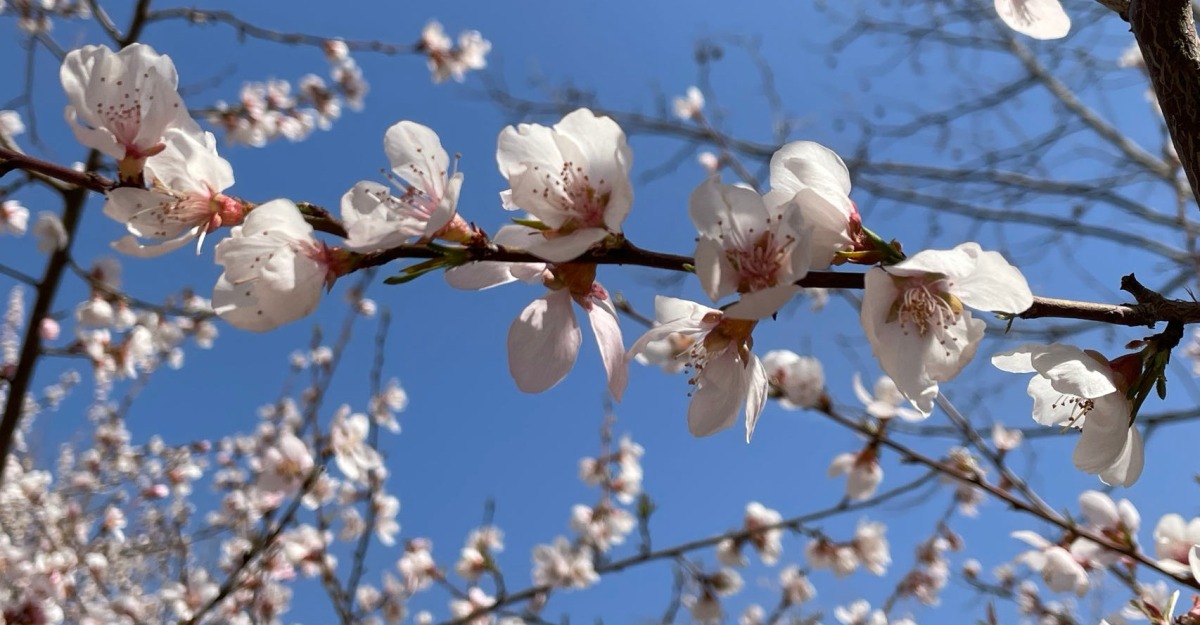 春意款款 花朵繽紛盎然 赴石家莊東環公園共賞春日好時光