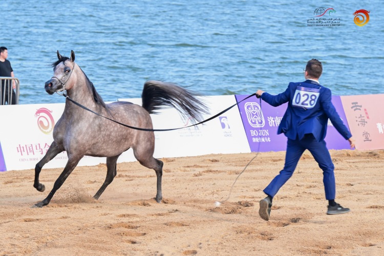 唐山遷安：13 匹良駒馳騁國際賽場 斬獲三金一銀五銅_fororder_f70493d5d966a0f5da1bd1b594c487b