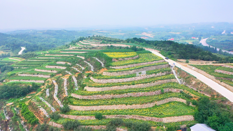 河北遷安: 向日葵花海綻放夏日浪漫_fororder_遷安市20余萬株向日葵迎來盛花期, 韓夢 攝