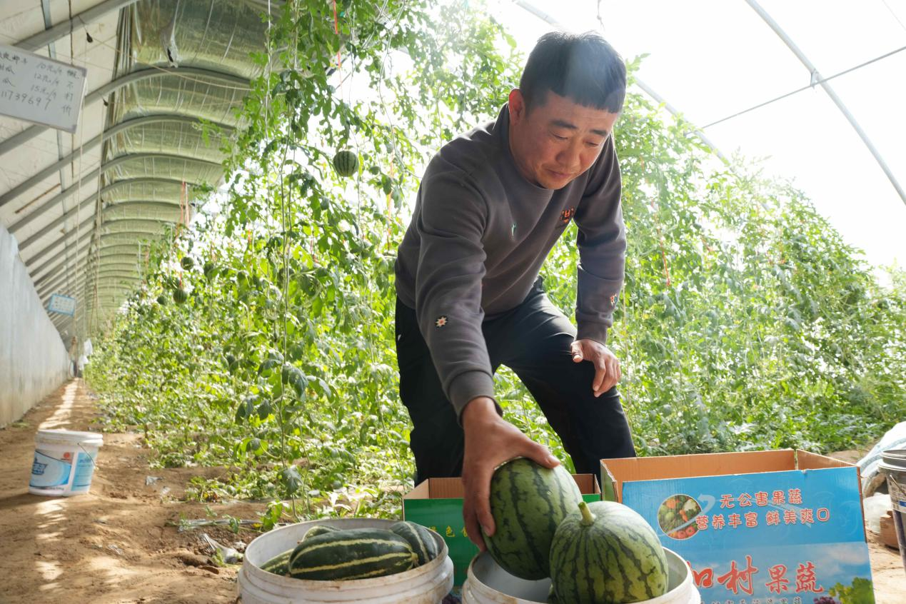 滄州南大港：鹽鹼地上新農“闖” 手掰西瓜“甜”萬家_fororder_滄州南大港：鹽鹼地上新農“闖” 手掰西瓜“甜”萬家4