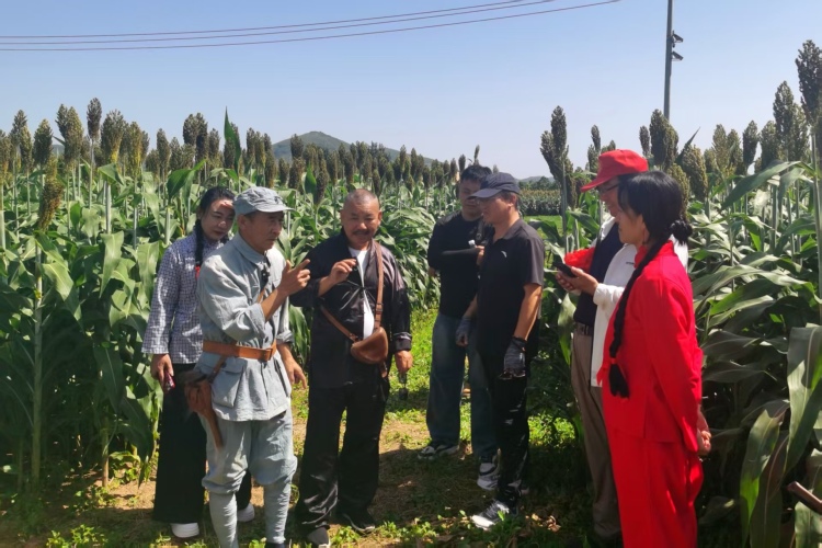 保定市徐水區:高粱紅滿天 山鄉客如雲_fororder_本土“網紅”、文藝愛好者排演抗戰情景劇。劉柯旋 攝