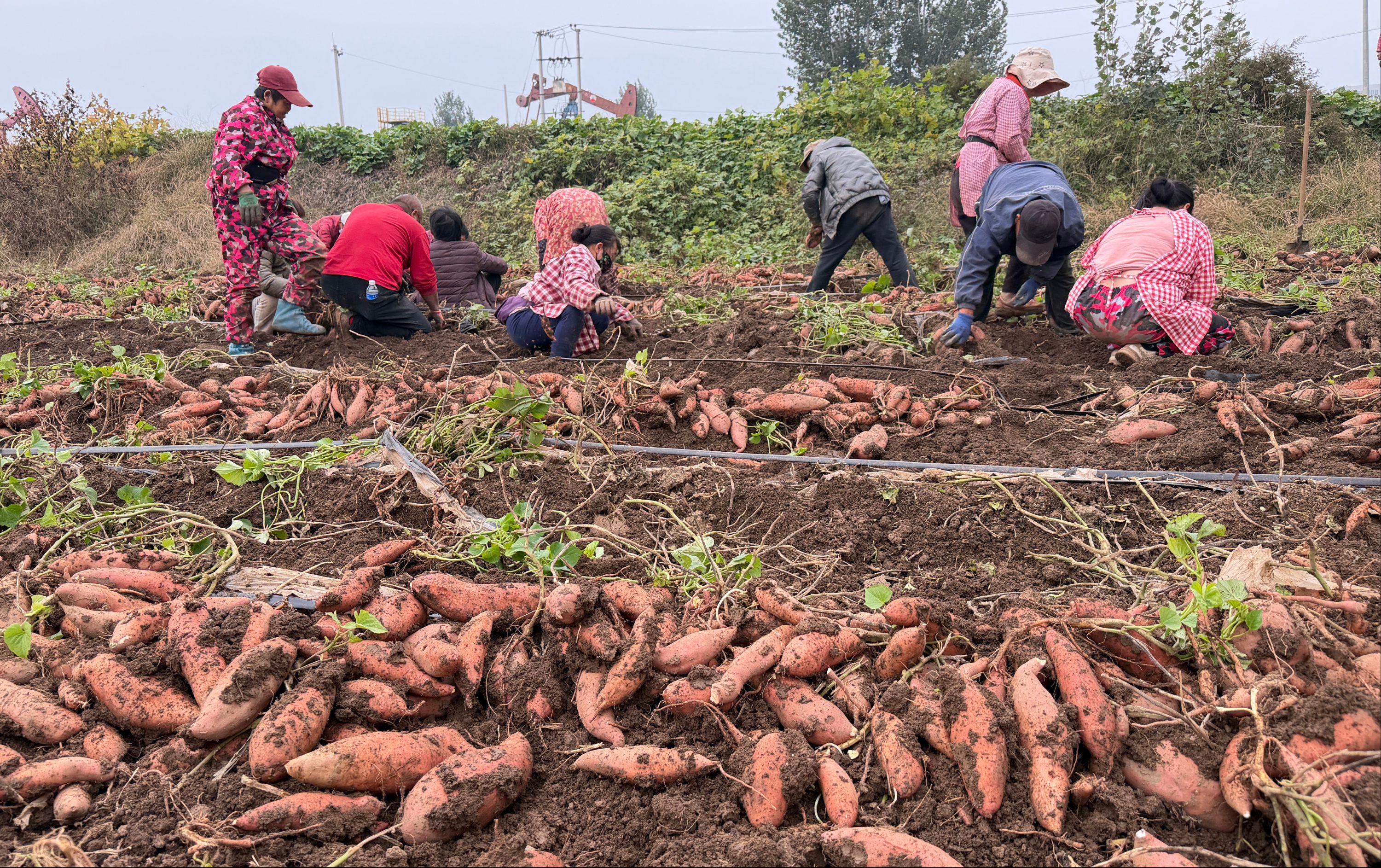 河北蠡縣：紅薯喜獲豐收 産業鏈賦能鄉村振興_fororder_0003