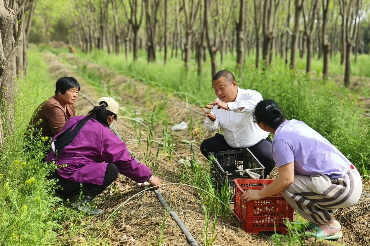 保定徐水：林下種植赤松茸 “小紅帽”撐起鄉村振興“致富傘”_fororder_圖片3