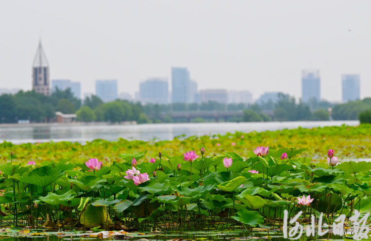 河北石家莊：荷花綻放 夏意滿塘