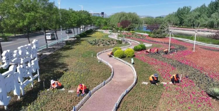 石家莊市鹿泉區：繽紛花海初現 進入盛放倒計時_fororder_image001