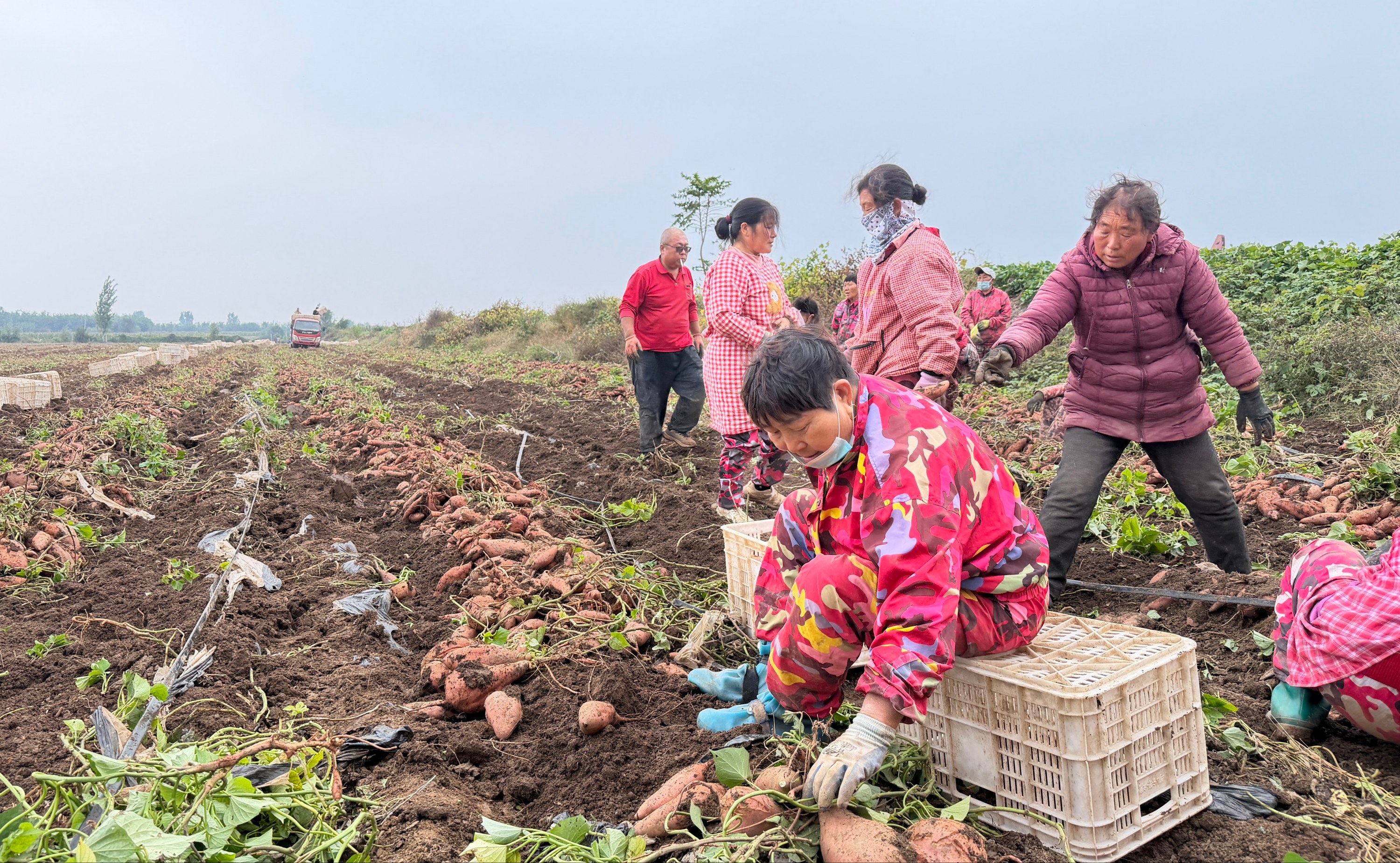 河北蠡縣：紅薯喜獲豐收 産業鏈賦能鄉村振興_fororder_0001