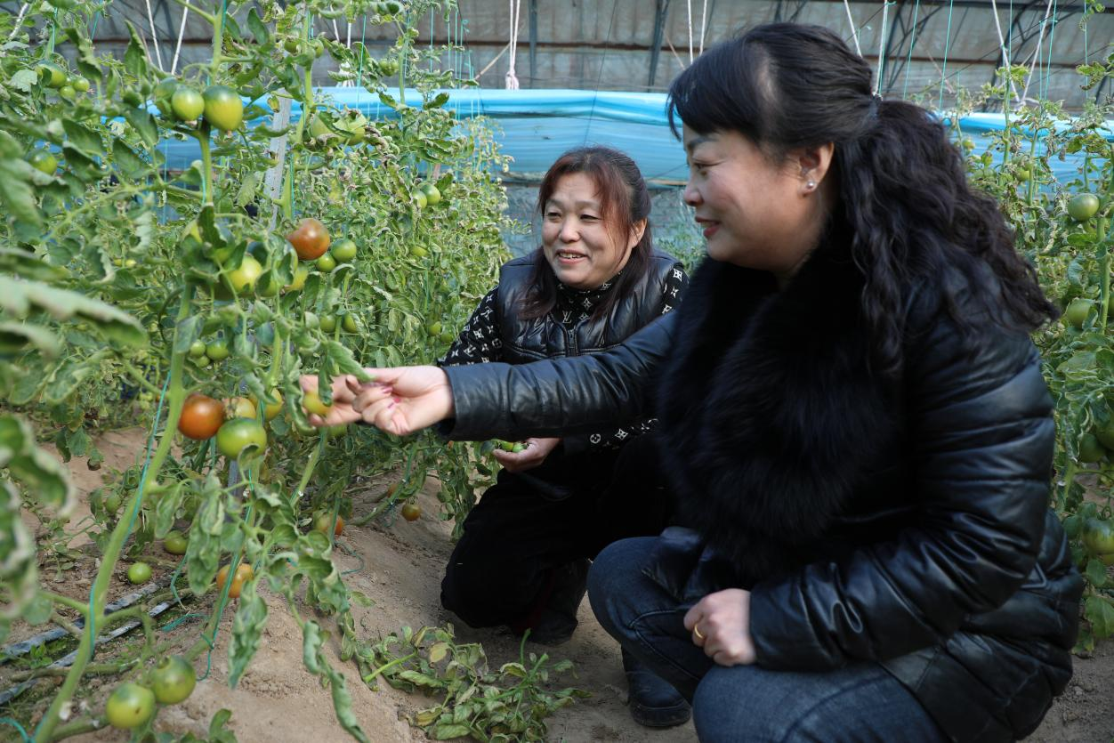 河北淶水：寒冬大棚綠意濃 精細管理促豐收_fororder_圖片 1