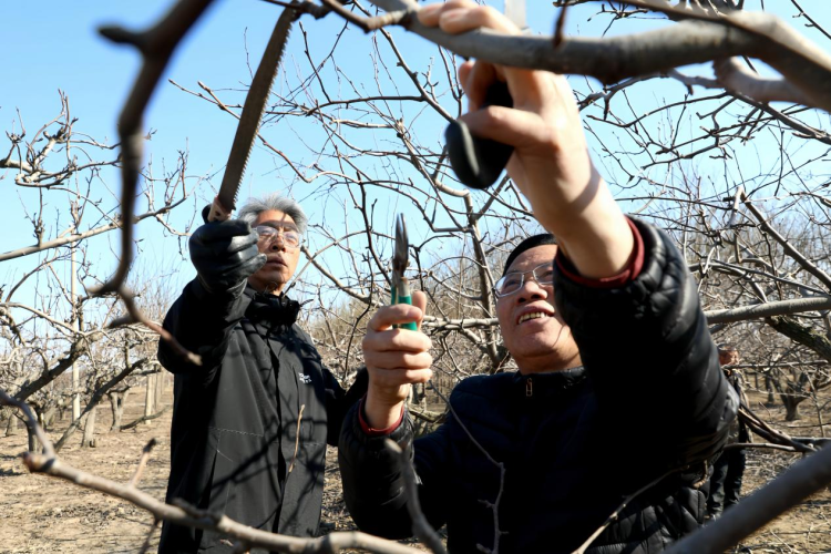 河北肅寧：大寒剪枝蓄生機 萬畝梨園盼豐年_fororder_圖片 2