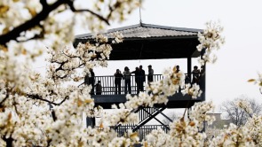 河北肅寧：萬畝梨花呈盛景 八方遊客沐春光