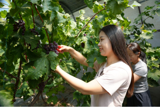 滄州南大港：扣村葡萄“甜蜜”上新 鹽鹼地飄香迎客來_fororder_扣村葡萄“甜蜜”上新 鹽鹼地飄香迎客來231