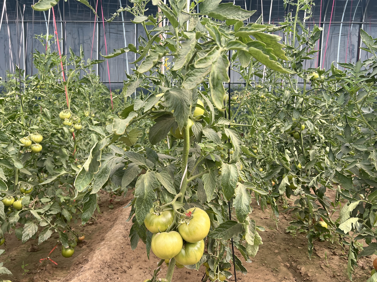 保定市滿城區：菜香四溢“蔬”寫致富新“錢”景_fororder_大棚內鐵皮番茄成熟 攝影 袁野