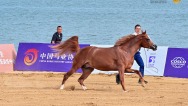唐山遷安：13 匹良駒馳騁國際賽場 斬獲三金一銀五銅